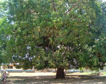 Magnolienbaum